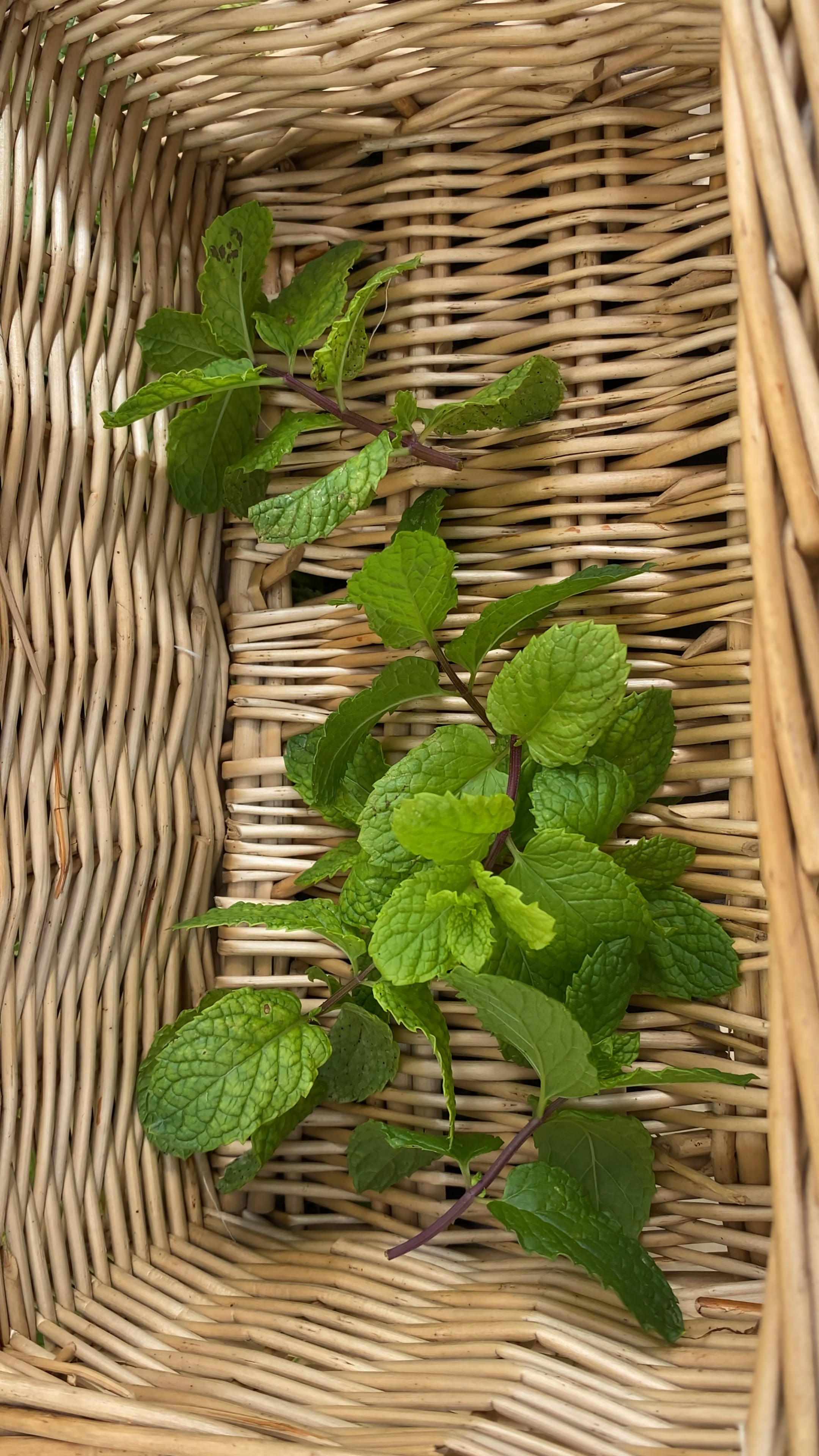 Fresh mint out of my garden