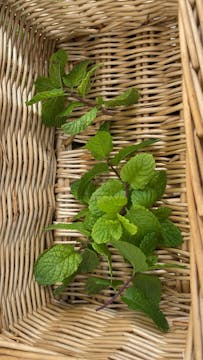 Fresh mint out of my garden