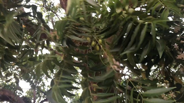 Under the neem tree