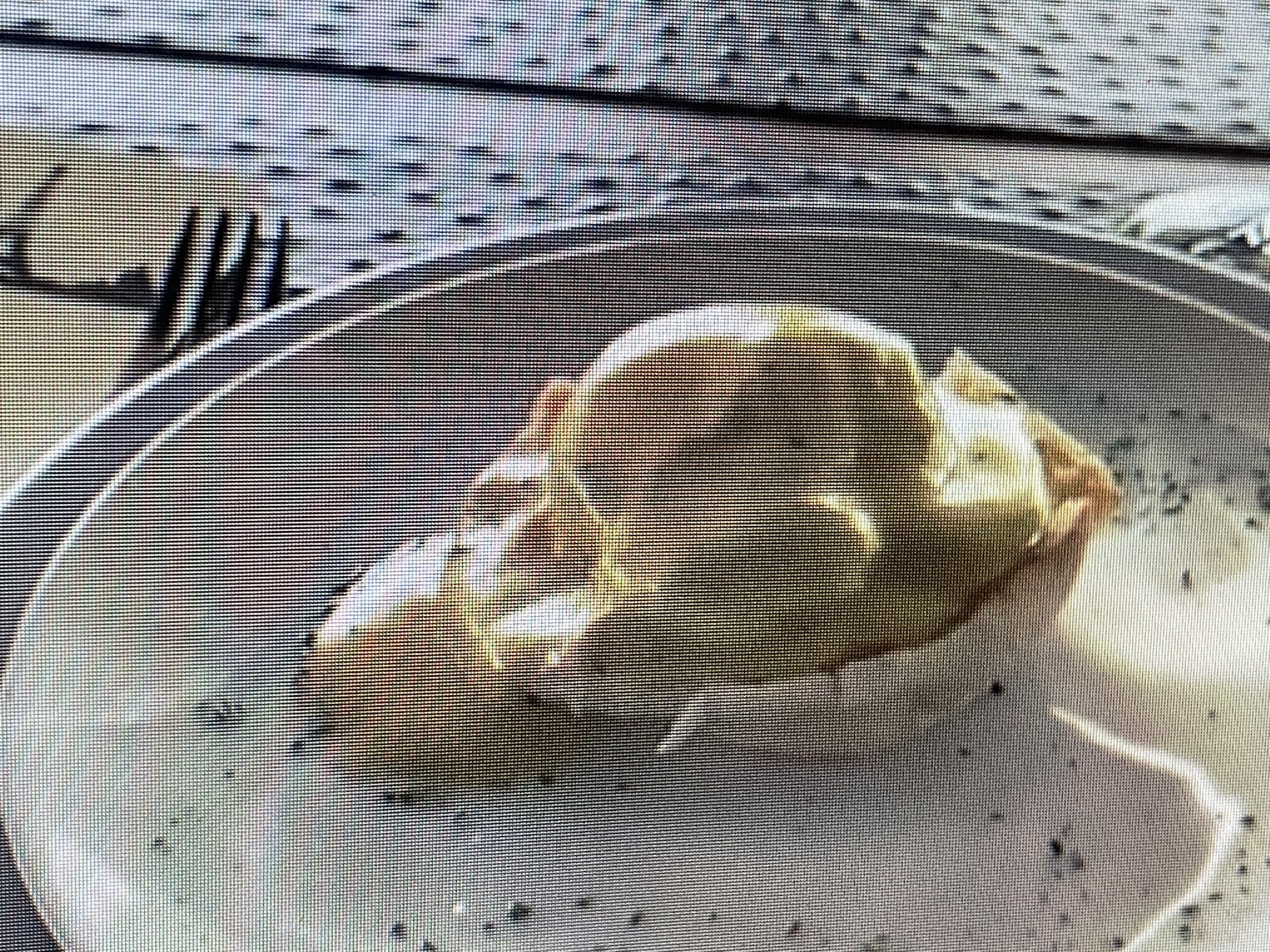 Poached egg with smoked salmon on an English biscuit 