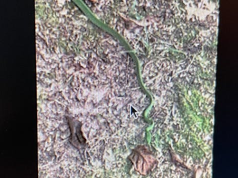 Parrot snake