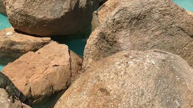 Iguana's