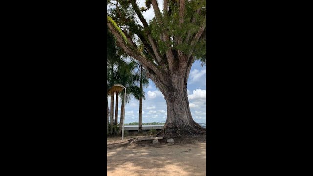 Lovely tree