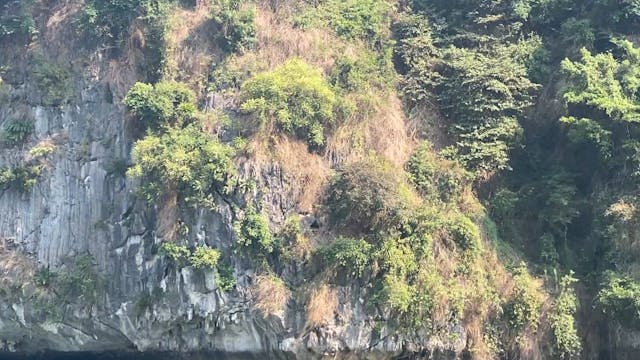 Halang Bai