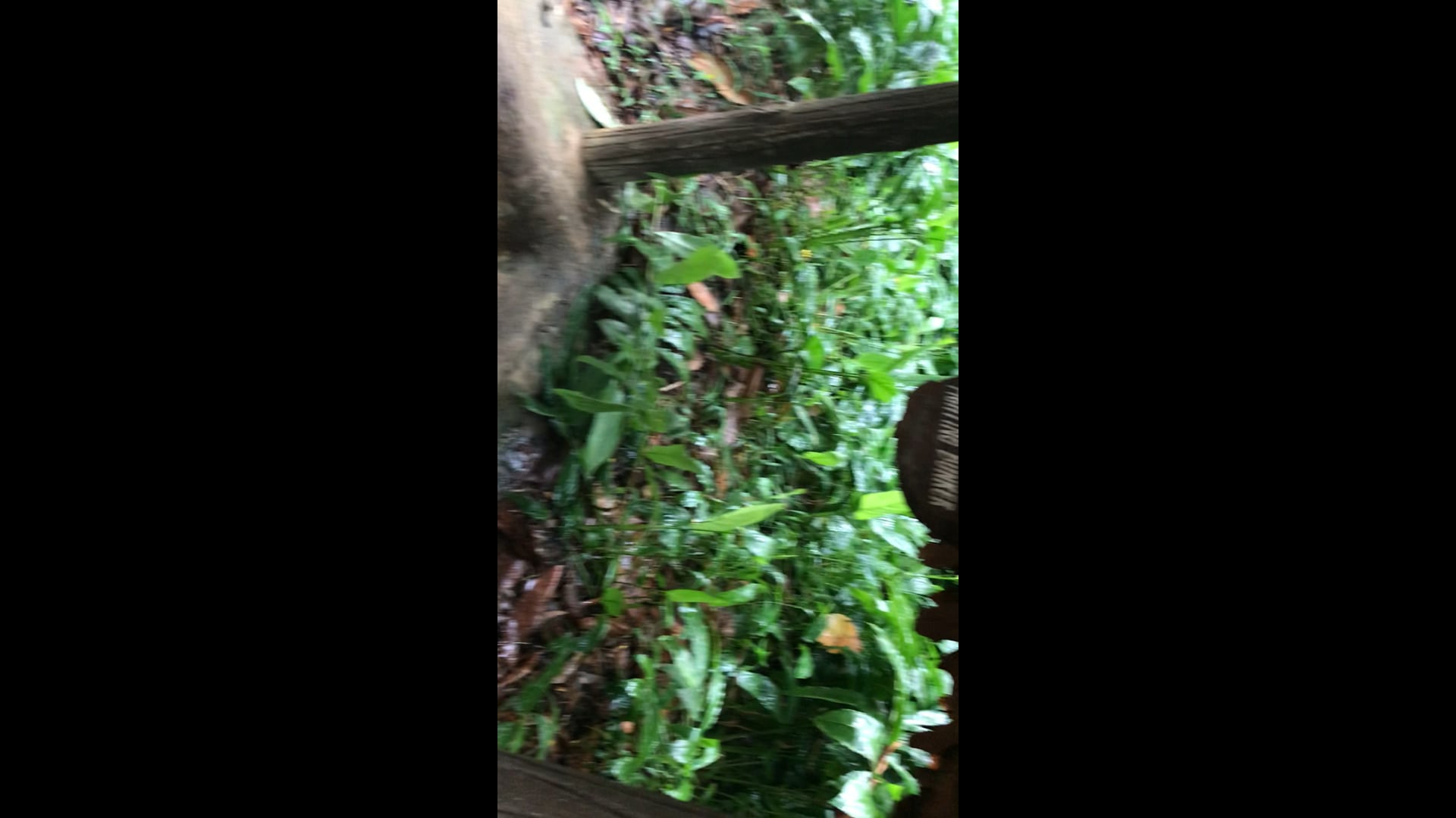 Tunnels where they fought