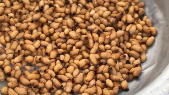 Maggots for lunch