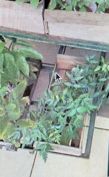 Neem
