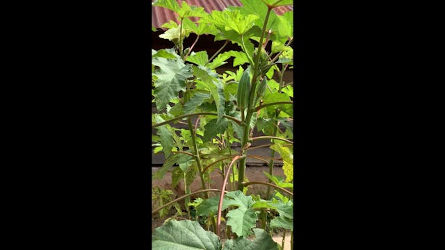 Okra