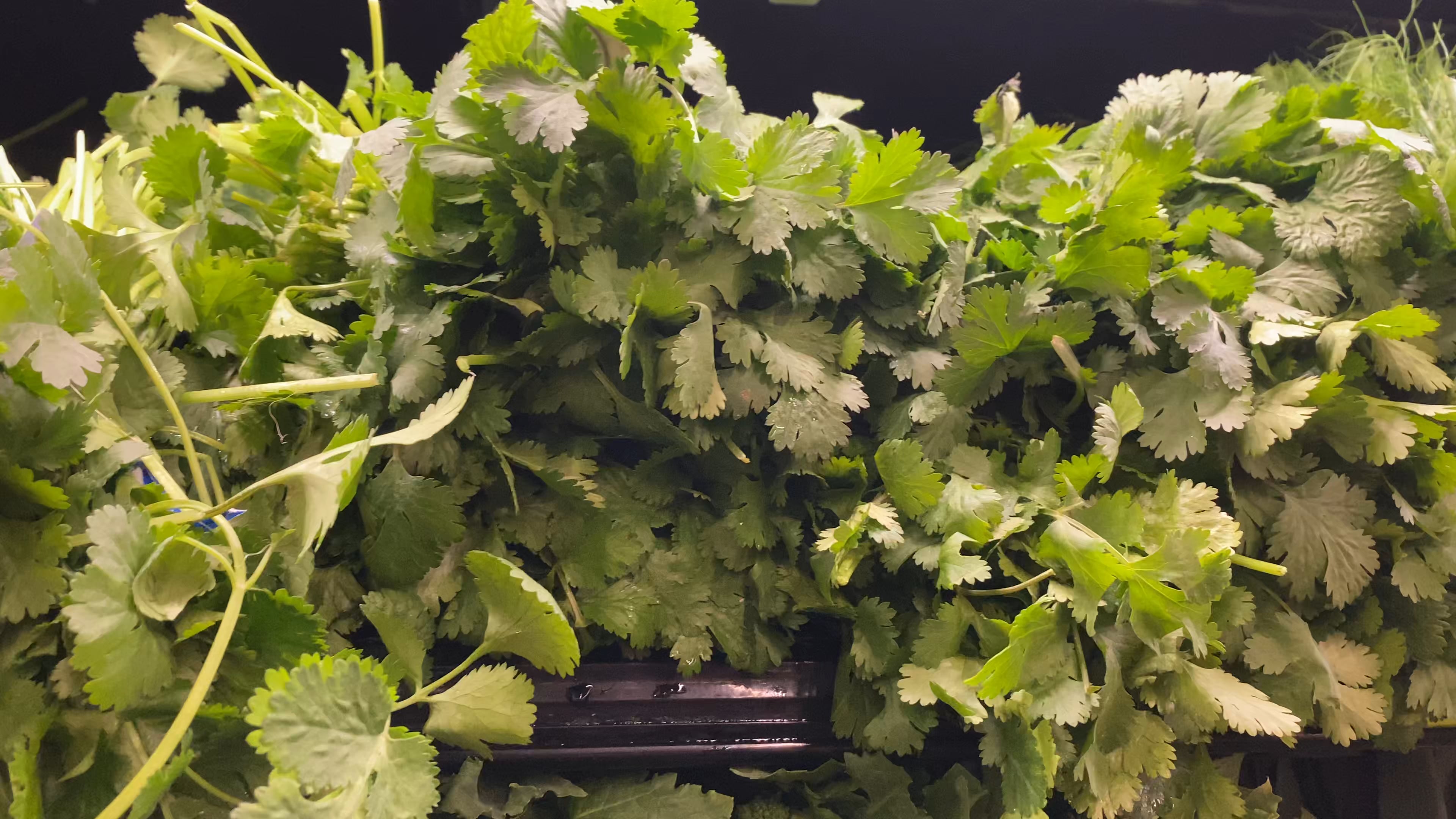 Cilantro