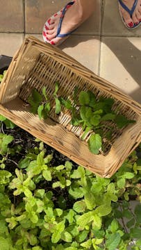 Mint out of my own garden