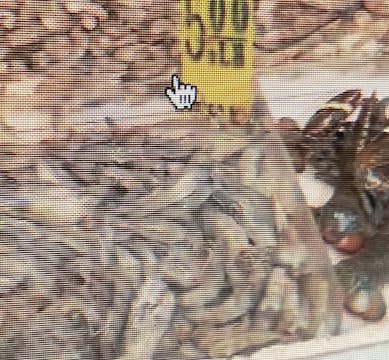 Shell fish