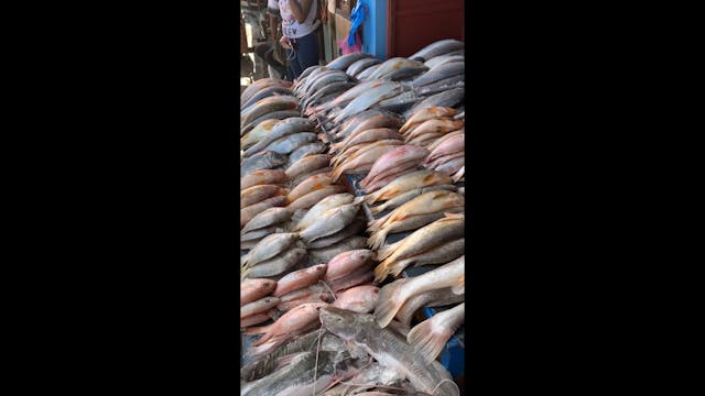 Fish