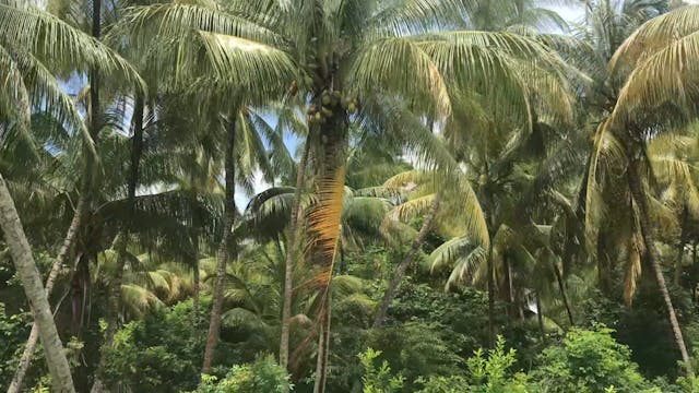 Coronie Suriname