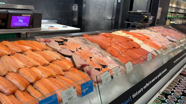 Salmon