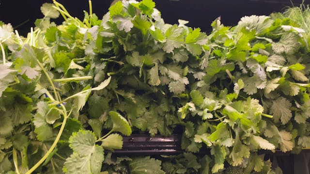 CILANTRO