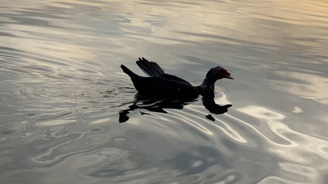 Duckieduck