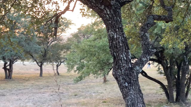 Sunset with the horses