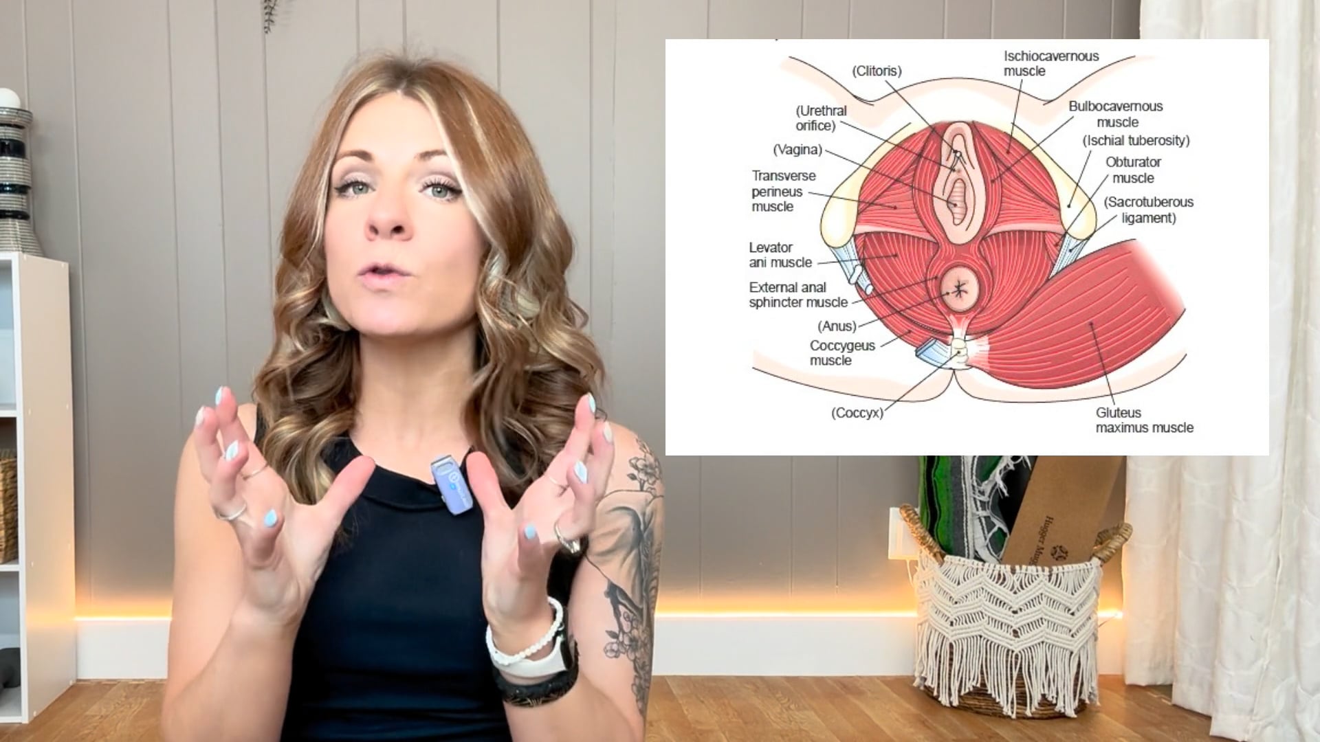 Pelvic Anatomy Basics