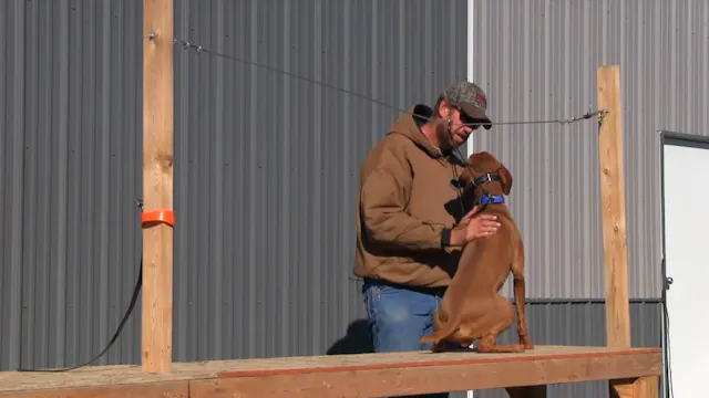 The Trained Retrieve Disc 1