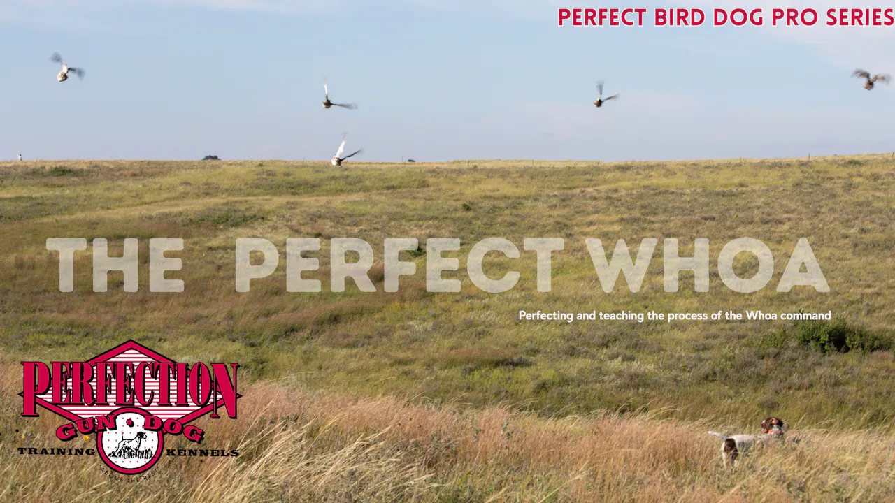 The Perfect Whoa