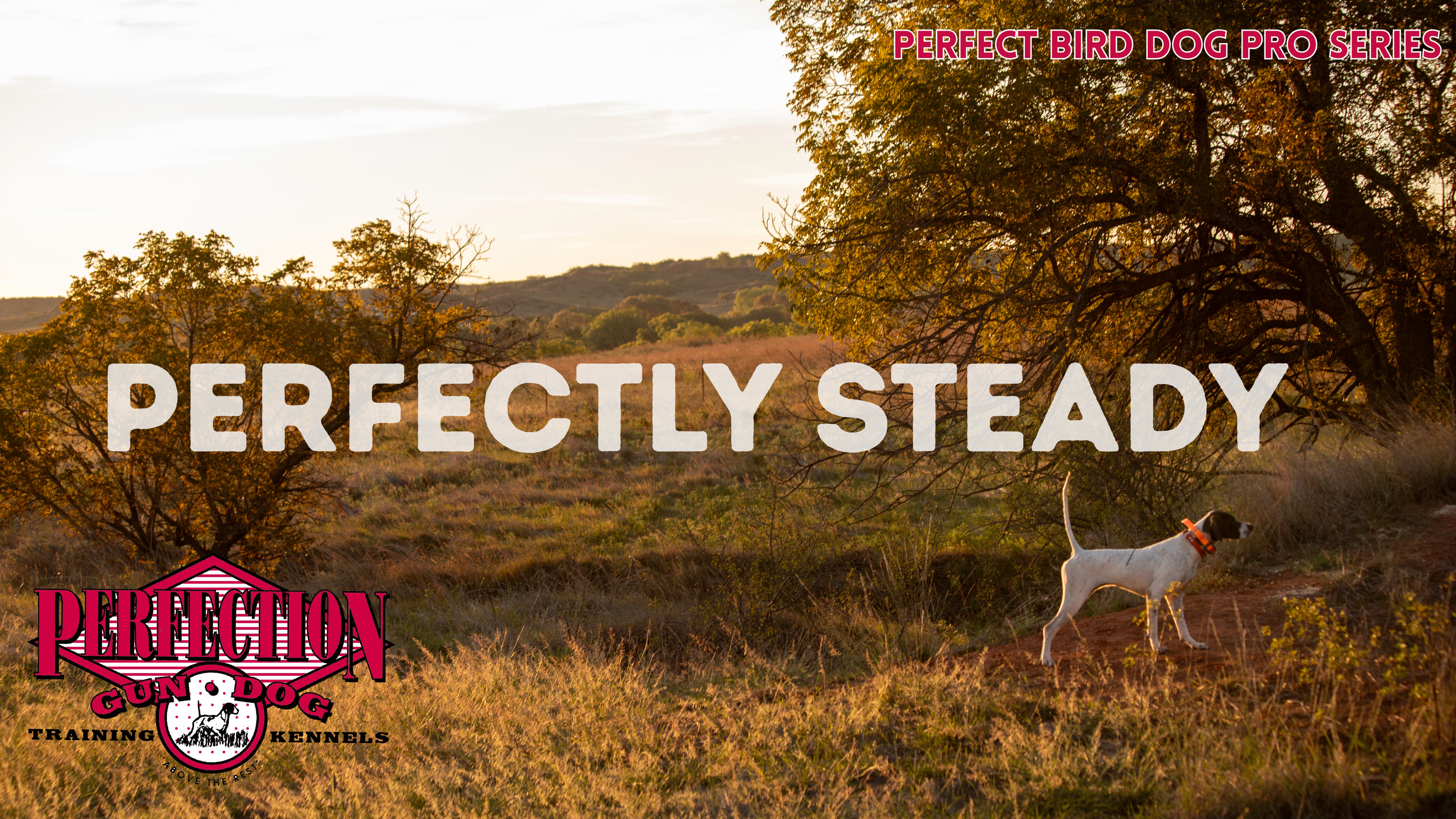 Perfectly Steady