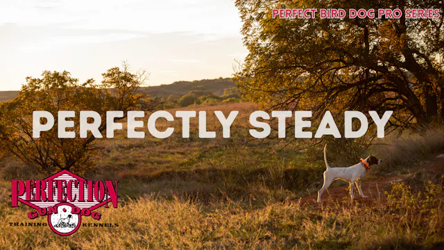 Perfectly Steady