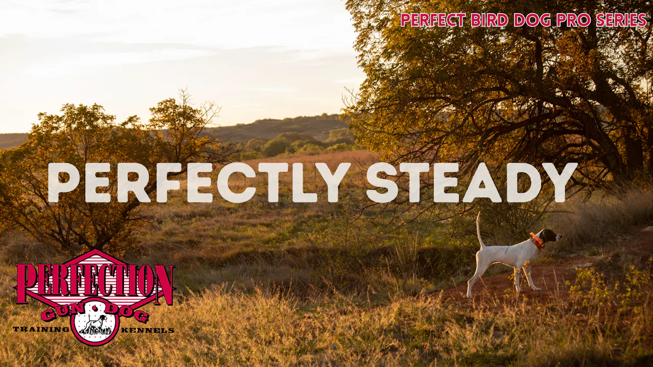 Perfectly Steady