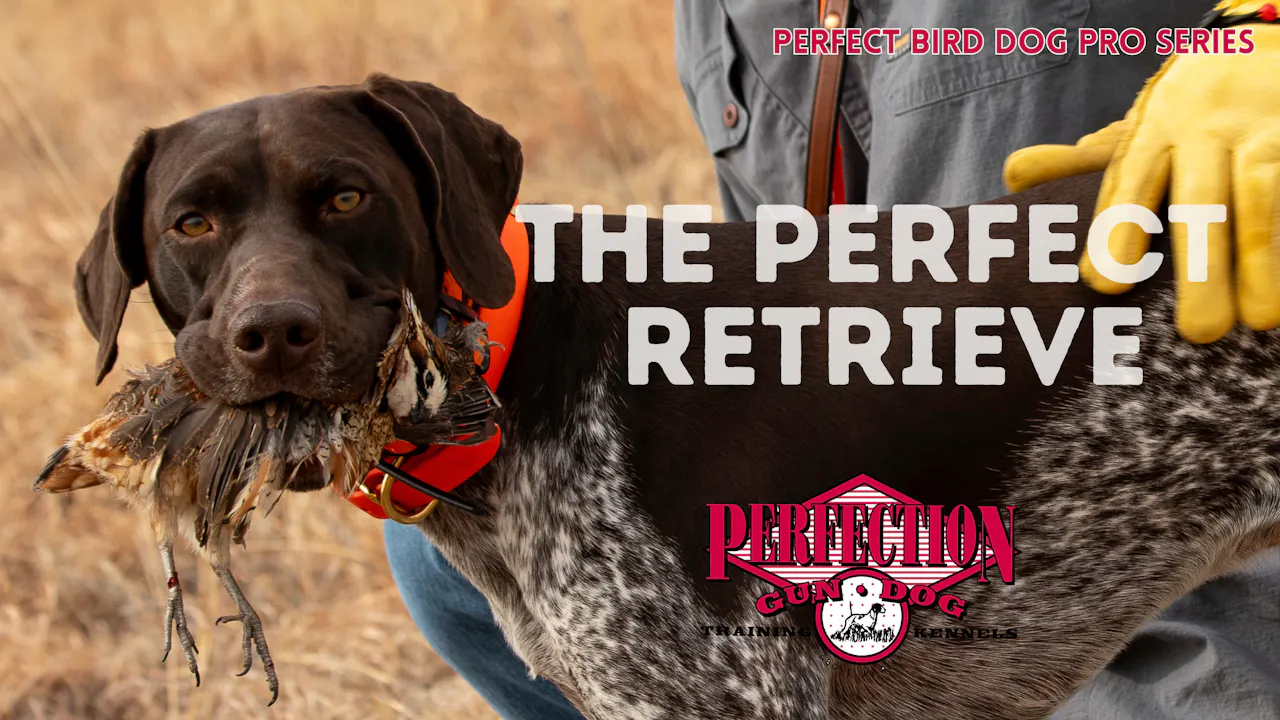 The Perfect Retrieve
