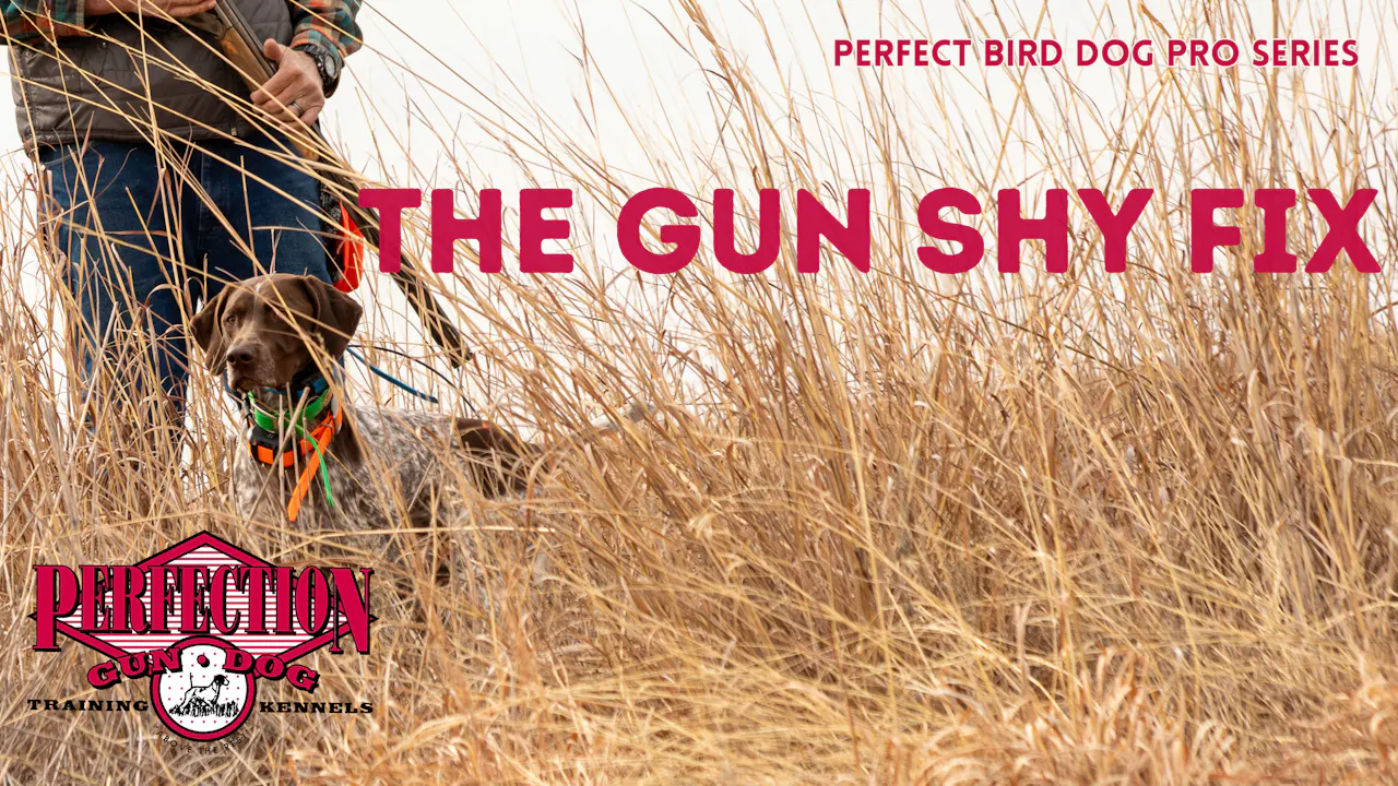 The Perfect Gunshy Fix