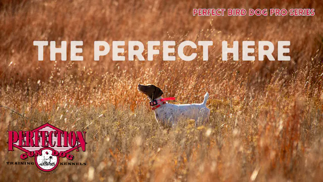 The Perfect Here