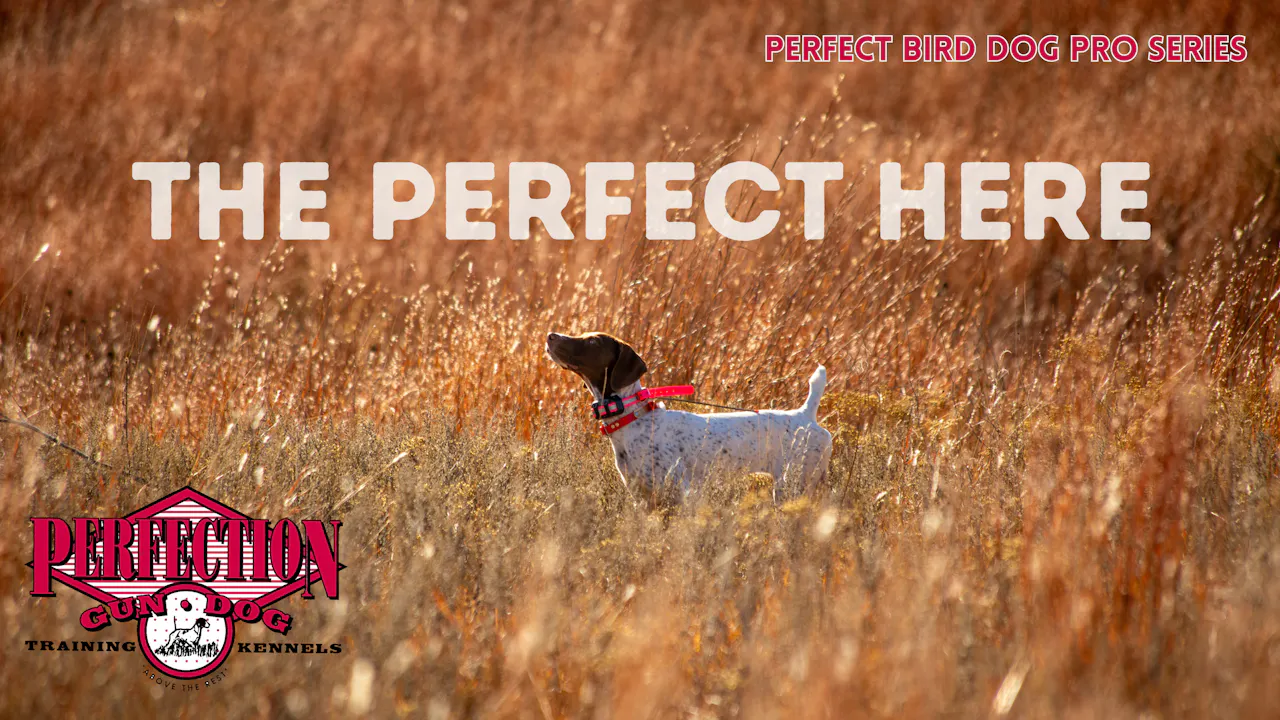 The Perfect Here