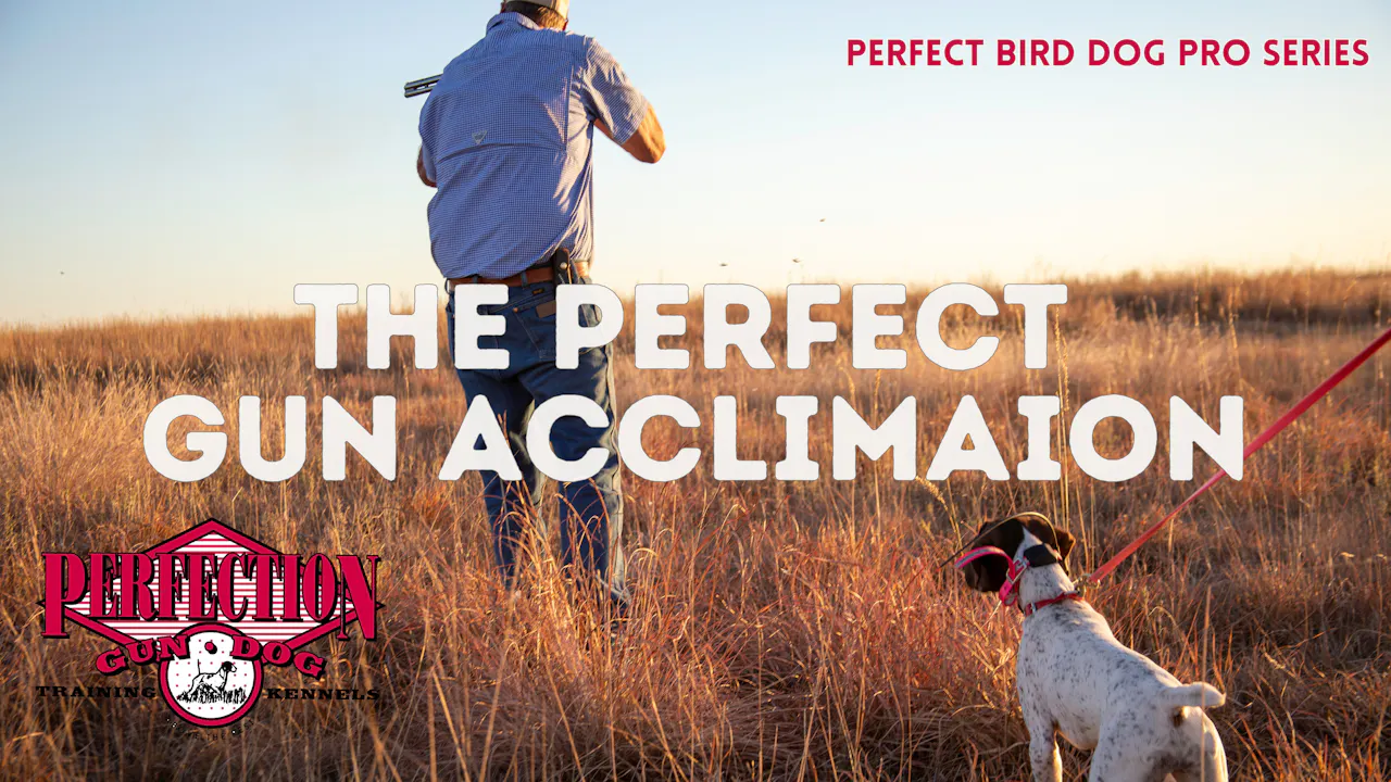 The Perfect Gun Acclimation