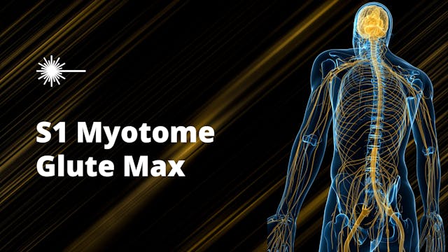 S1 Glute Max