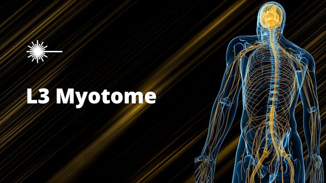 L3 Myotome