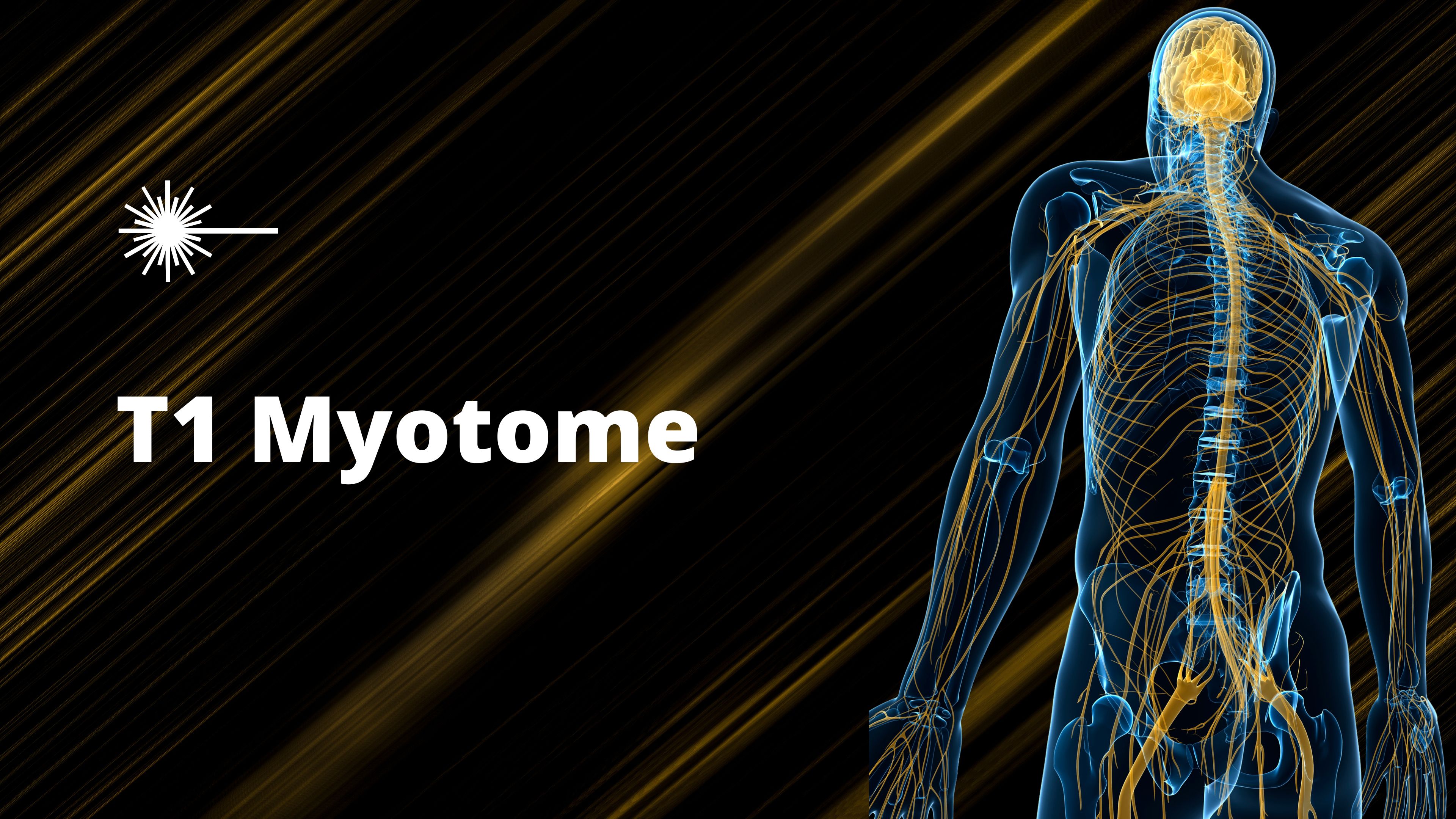 T1 Myotome