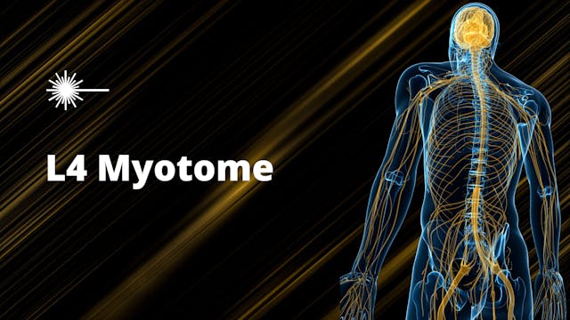 L4 Myotome