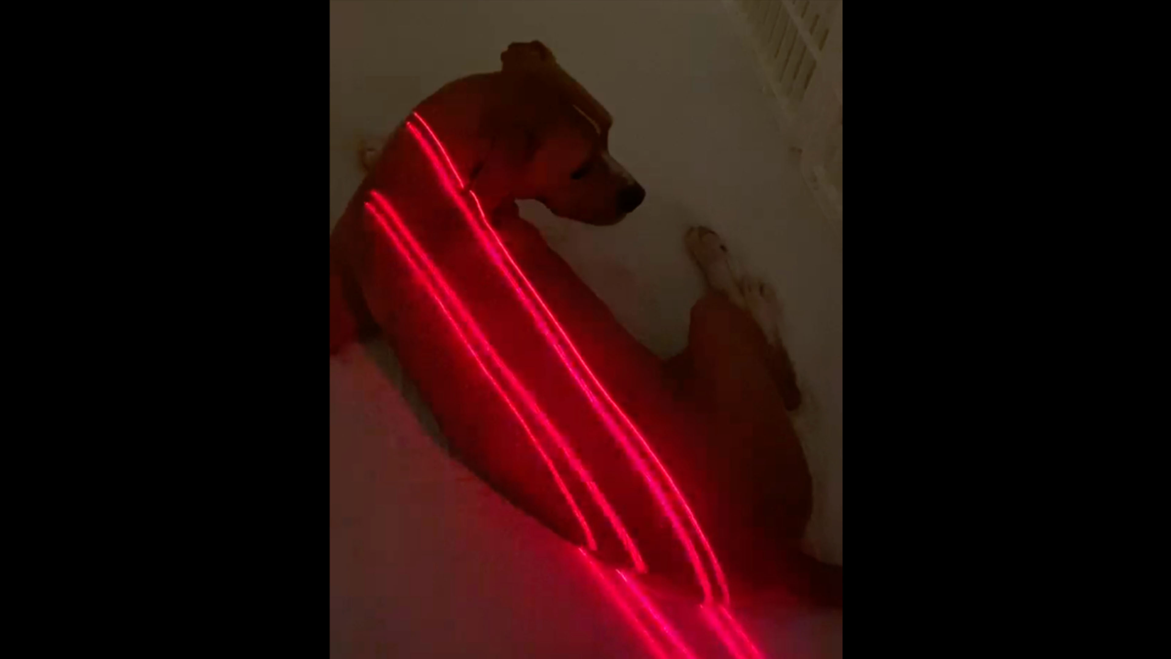 Laser Success Story - Kirby the Dog