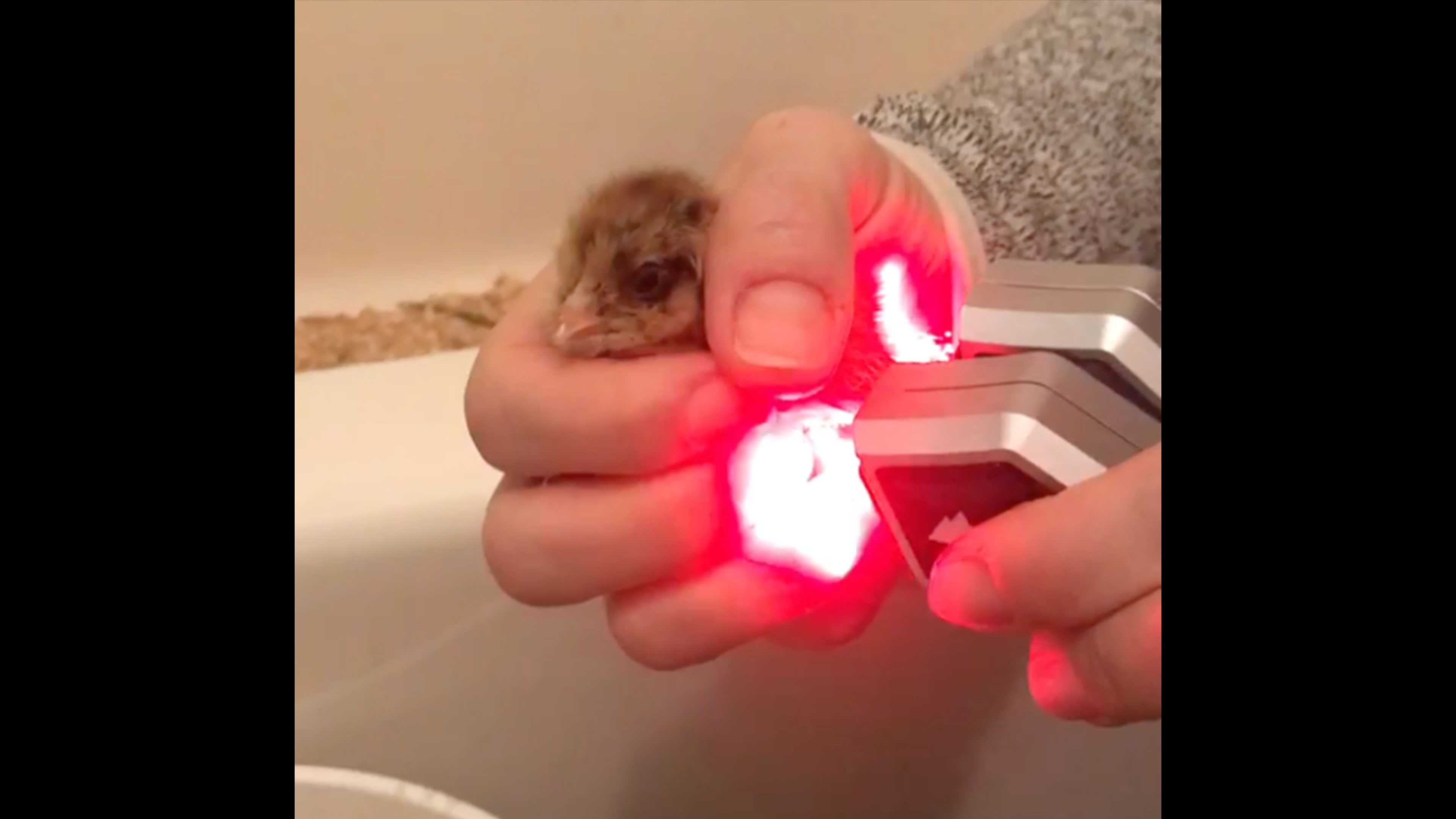Laser Success Story - Honey the Chick