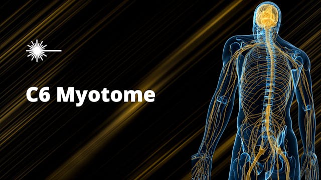 C6 Myotome