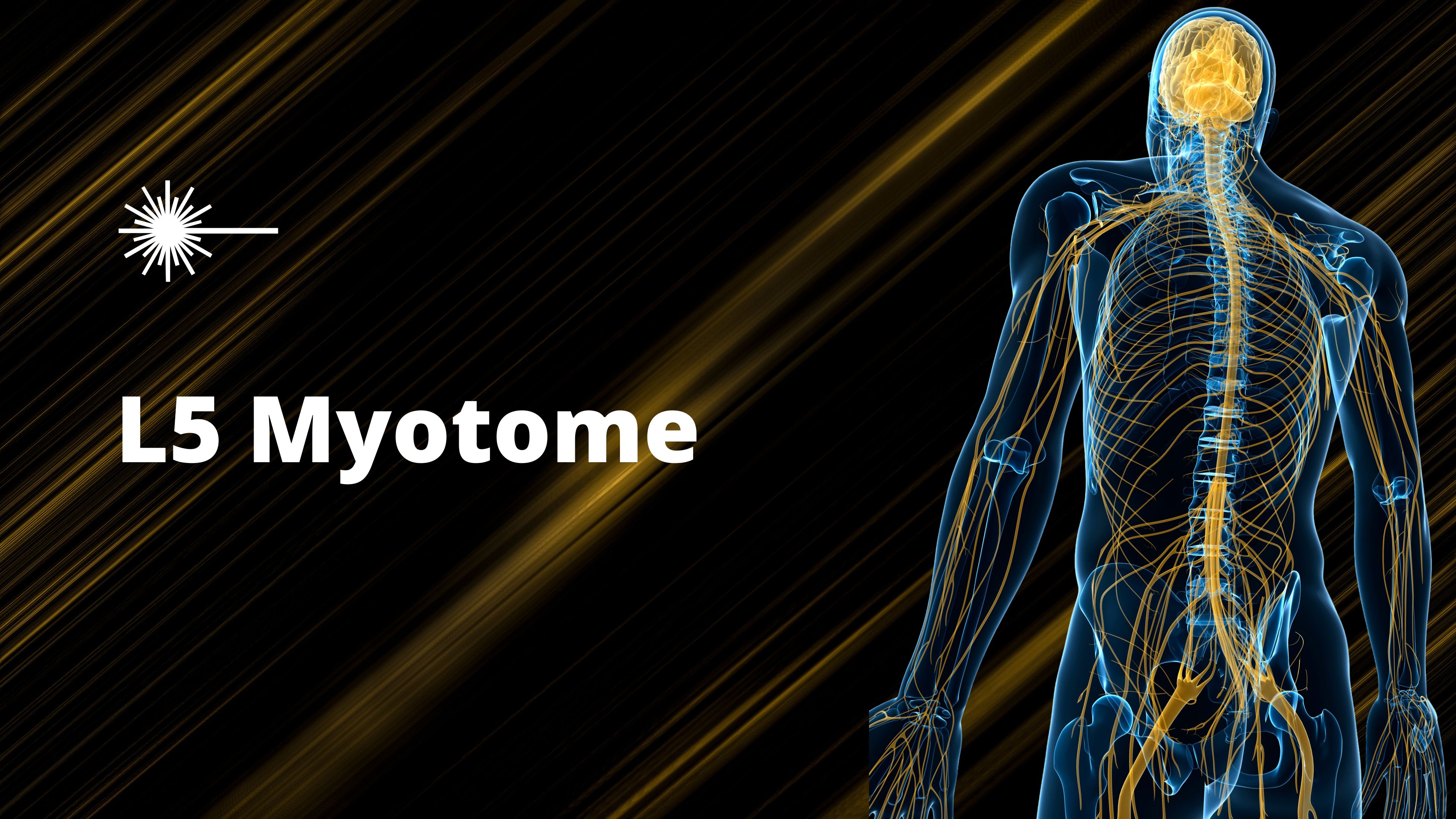 L5 Myotome