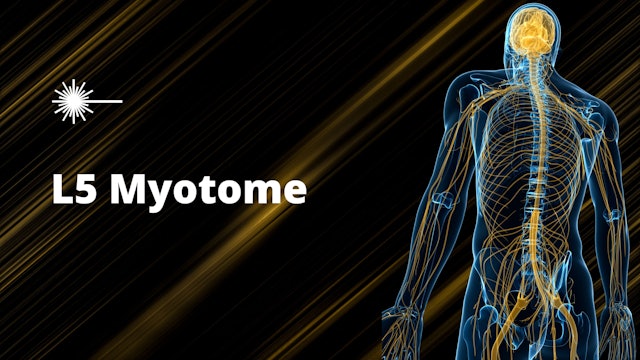 L5 Myotome