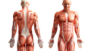 30 / 30 ~ ("A" Set Legs: Full Body Set)