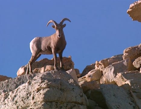 PREVIEW Counting Sheep: Restoring the Sierra Nevada Bighorn