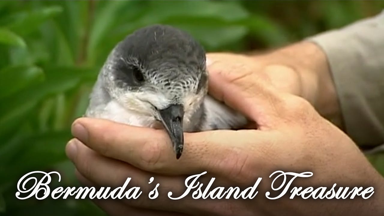 Bermuda's Island Treasure