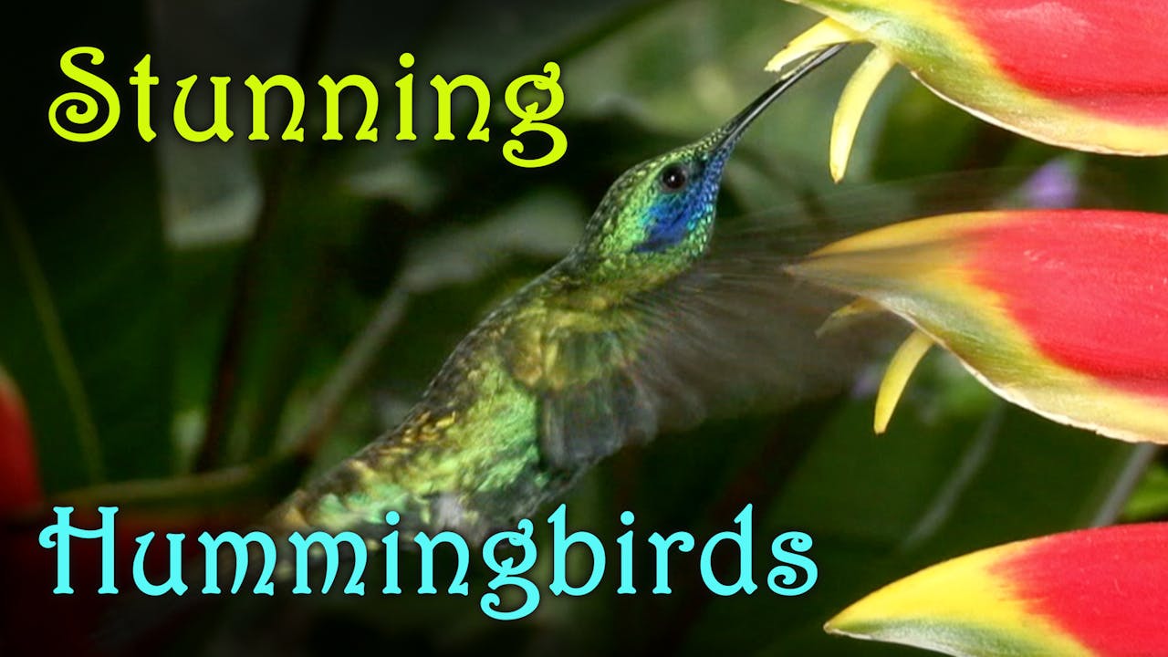 Stunning Hummingbirds