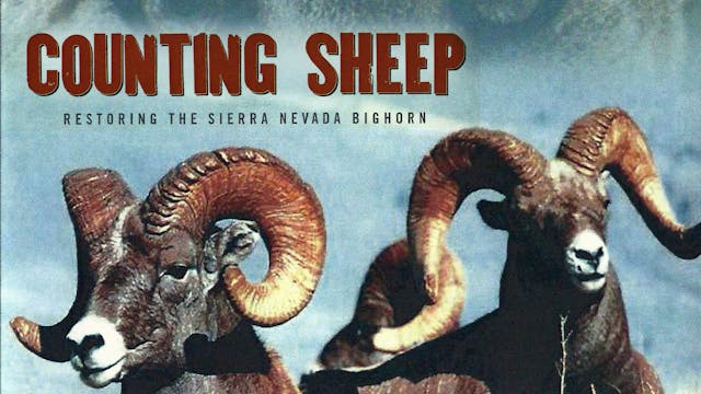 COUNTING SHEEP: Restoring the Sierra Nevada Bighorn