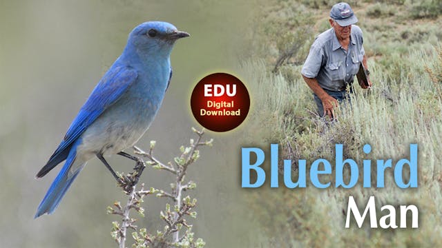 Bluebird Man - EDU