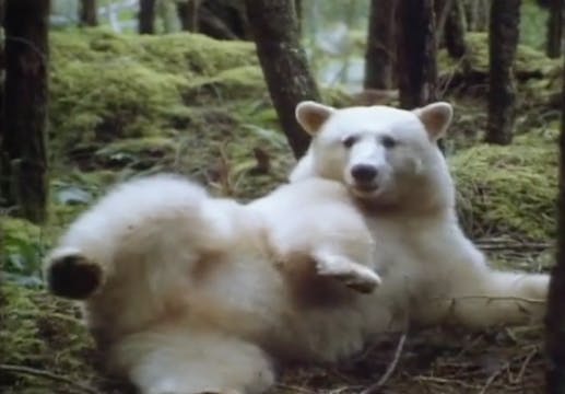 PREVIEW Wolf Tale: Legend of the Spirit Bear