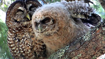 SEARCHING FOR GOLD SPOT Trailer