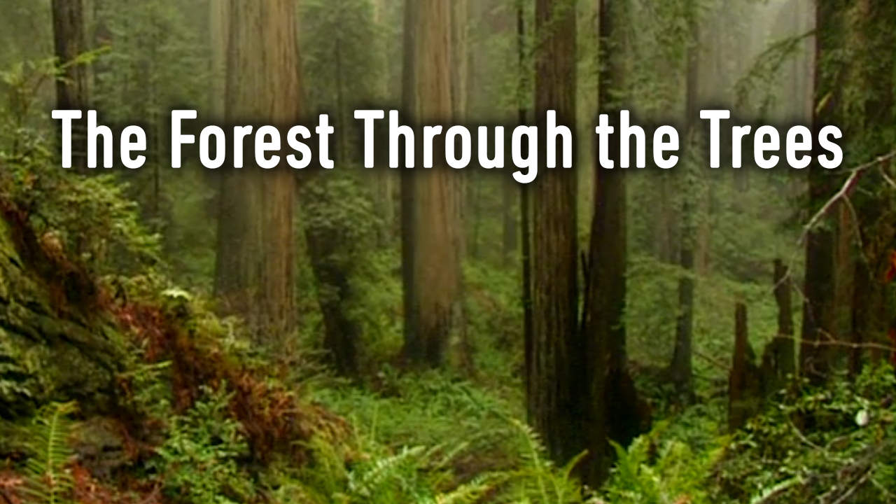 Forest Through the Trees